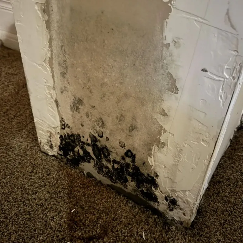 Professional Mold Removal in Hampton, NH